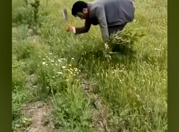 قطع ۱۶۱ اصله نهال گردو در اردبیل توسط اداره جنگلبانی / پاسخ منابع طبیعی استان چیست؟