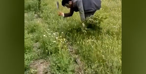 قطع ۱۶۱ اصله نهال گردو در اردبیل توسط اداره جنگلبانی / پاسخ منابع طبیعی استان چیست؟