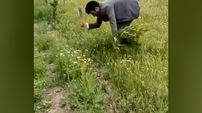 قطع ۱۶۱ اصله نهال گردو در اردبیل توسط اداره جنگلبانی / پاسخ منابع طبیعی استان چیست؟