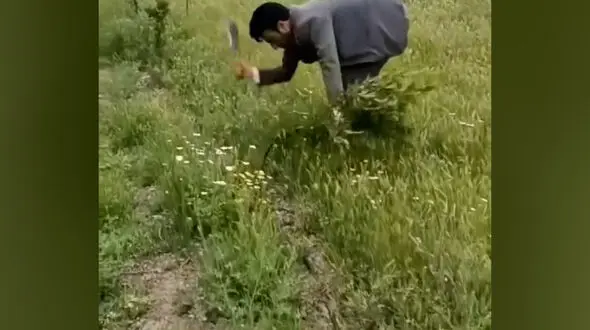 قطع ۱۶۱ اصله نهال گردو در اردبیل توسط اداره جنگلبانی / پاسخ منابع طبیعی استان چیست؟