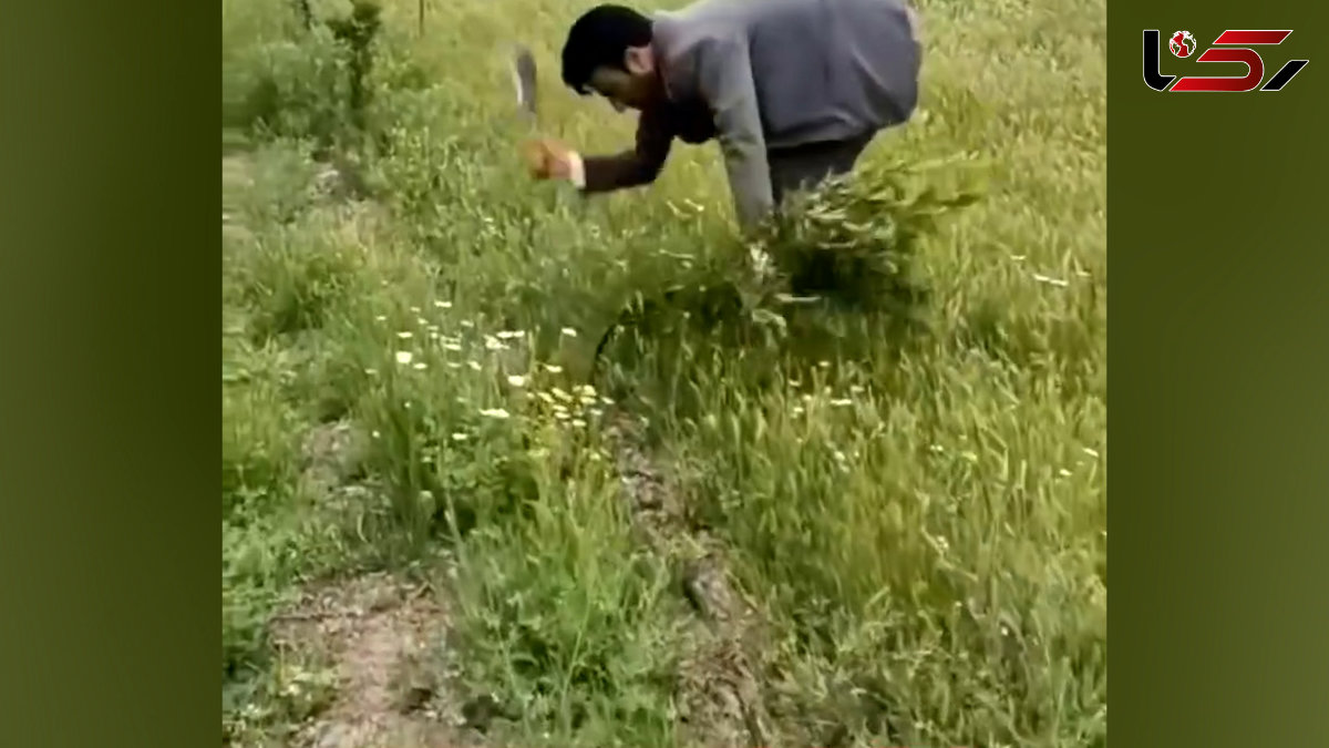  قطع ۱۶۱ اصله نهال گردو در اردبیل توسط اداره جنگلبانی / پاسخ منابع طبیعی استان چیست؟ 