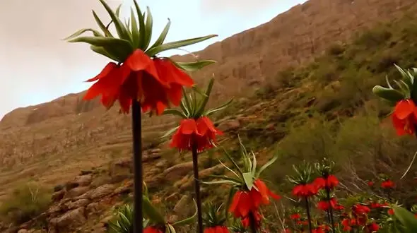 ریلکس کنید / آهنگ بی کلام آرامش بخش + فیلم 