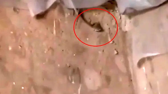 فیلم وحشت از یک مار در مدرسه سیرجان + جزئیات