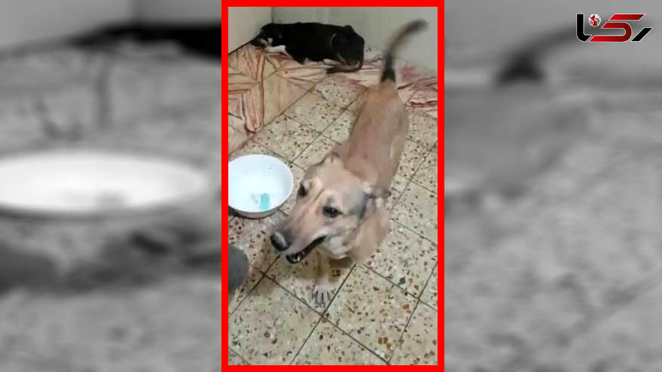 آزمایش هولناک روی سگ‌های زنده در اهواز / رییس دانشکده دامپزشکی اعتراف تلخ کرد + عکس