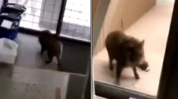 حمله ترسناک گرازهای وحشی به مدرسه + فیلم دیدنی