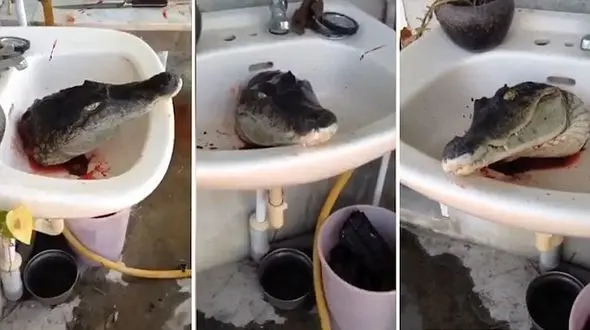 تمساحی که بعد از قطع شدن سرش همچنان زنده بود! +فیلم و عکس