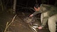 تلاش 5 ساعته برای رهاسازی خرس گرفتار در کلیبر