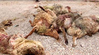تلف شدن 34 راس گوسفند در برخورد پراید با گله احشام