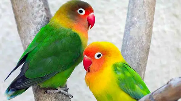 طوطی برزیلی را بیشتر بشناسید