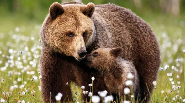 فیلم فرار خرس  و توله‌اشاز دست انسان ها ! / ببینید