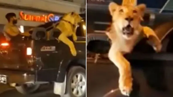 رانندگی با یک شیر در خیابان + تصاویر
