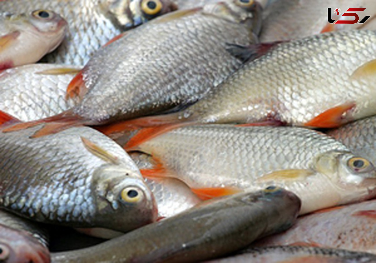 قیمت ماهی تازه دریای شمال در بازار 
