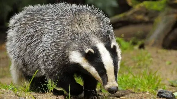 نترس‌ترین جانور روی زمین توسط آتش نشانان یزد به دام افتاد !