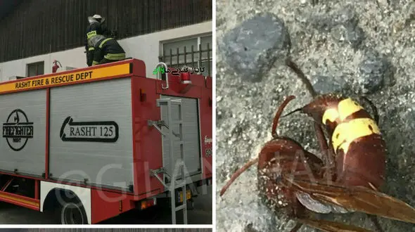 حمله وحشتناک زنبورها به یک خانه ویلایی در رشت + عکس 