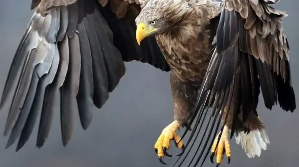 از آرامش تا یورش روایت دو لحظه از حیات وحش