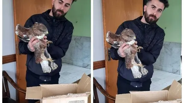 تحویل یک پرنده شکاری به محیط زیست بهشهر