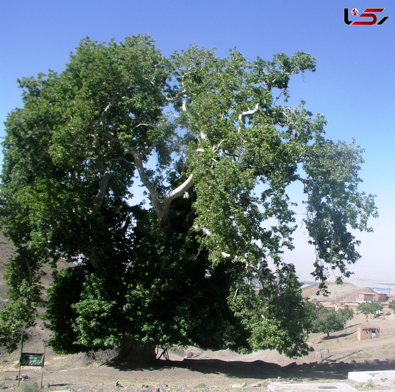 یک درخت چنار در زبرخان خراسان رضوی ثبت ملی شد