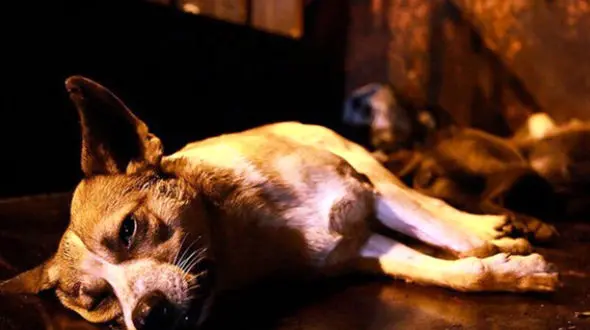 سگ‌کشی تکاندهنده با سم در مریوان / قبلا شهرداری با گلوله سگ می کشت !