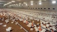 تلف شدن 8 هزار قطعه مرغ در مهریز