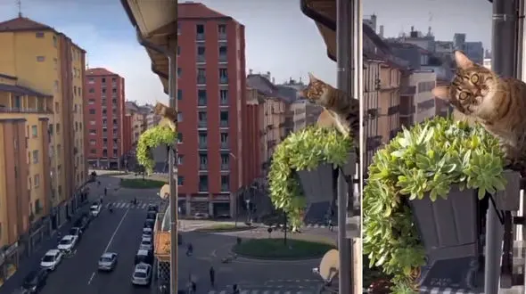 ببینید / کنجکاوی گربه با مزه همسایه+ فیلم