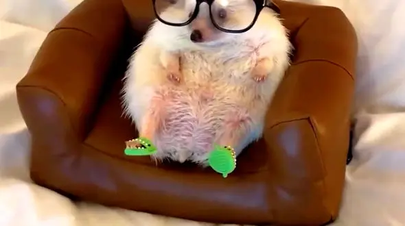 ازنجات جوجه تیغی تا مردن موش در اثر جیغ