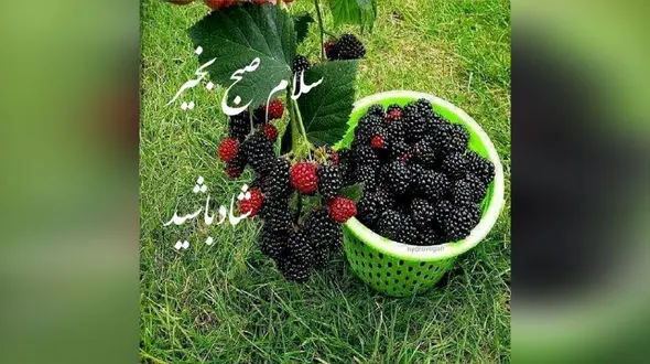 جملات سلام صبح بخیر امروز + فیلم