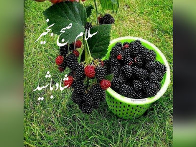 جملات سلام صبح بخیر امروز + فیلم
