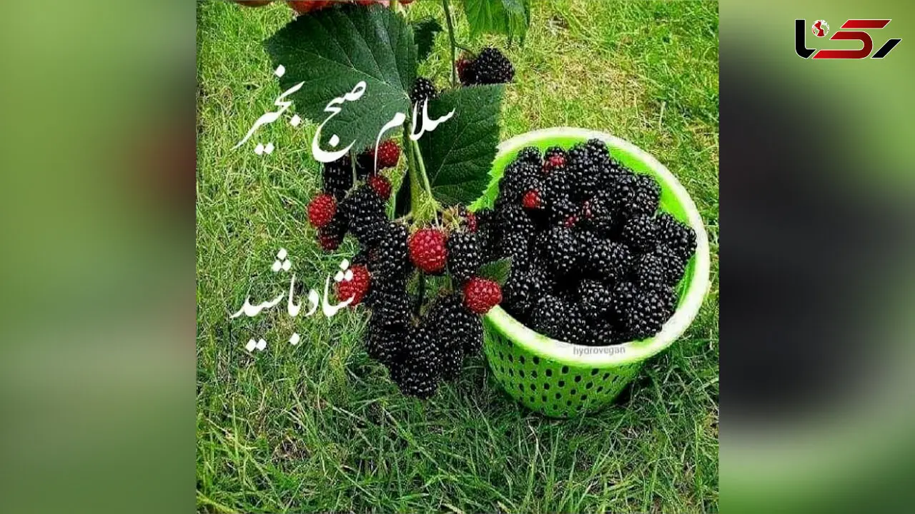 جملات سلام صبح بخیر امروز + فیلم