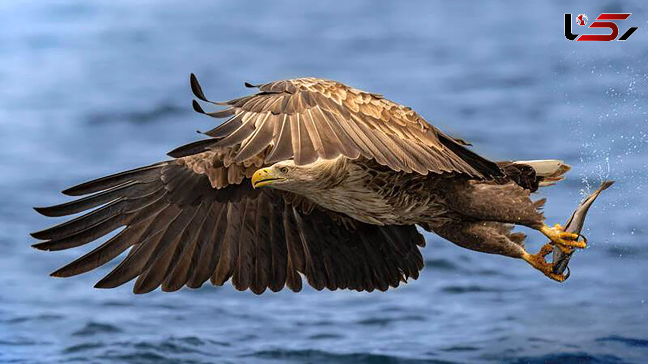 پرواز مقتدرانه عقاب پس از شکار + عکس
