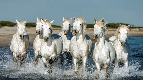 تصاویری از نجات اسب‌ها در سیلاب خرم‌رود؛ لحظات پرهیجان و مهیج