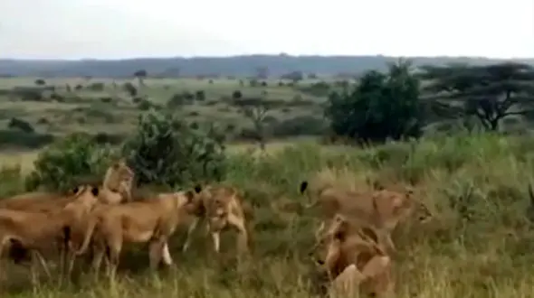 جدال 8 ماده شیر بر سر سلطان جنگل + فیلم