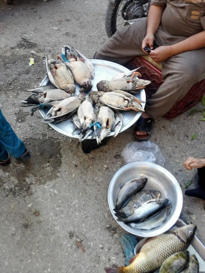 سر بریدن پرندگان