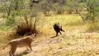 فیلم / بابون شجاع در نبرد با شیرها کشته شد