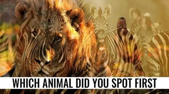 تست : اولین حیوانی که می بینید چیست؟