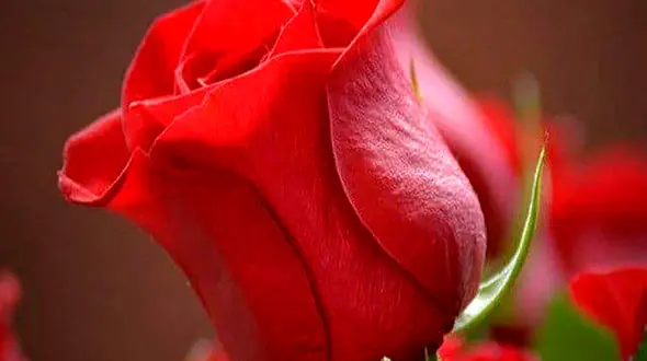 فال و طالع 25 فروردین + فیلم