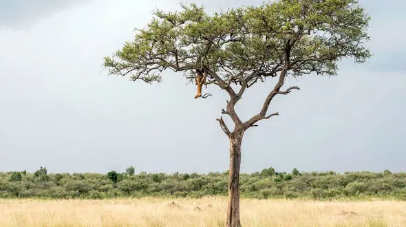 استتار بی نظیر و دیدنی یک یوزپلنگ روی تنه درخت+عکس 