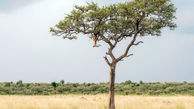 استتار بی نظیر و دیدنی یک یوزپلنگ روی تنه درخت+عکس 