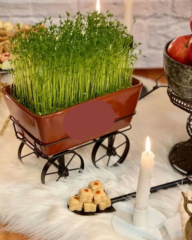 مدل سبزه عید ۱۴۰۵ | بهترین ایده های خلاقانه ساده و جذاب مدل سبزه عید ۱۴۰۵ مخصوص عروس هایی که میخوان سفره هفت سین شیکی داشته باشن!