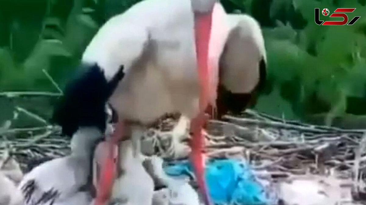 نجات جوجه لک لک ها توسط مادر + فیلم
