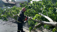 2 عکس از سقوط درخت روی خودروی ال نود در گیلان