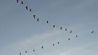 پرواز مسافران سیبری به قلب حیات وحش خراسان 
