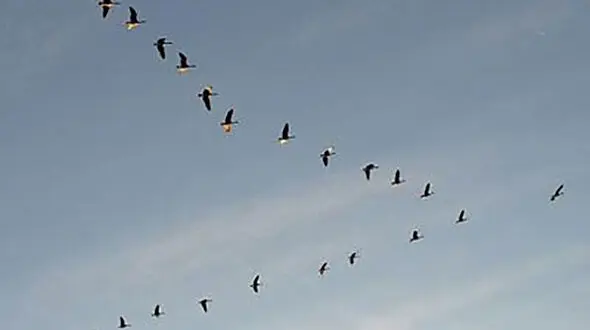 پرواز مسافران سیبری به قلب حیات وحش خراسان 