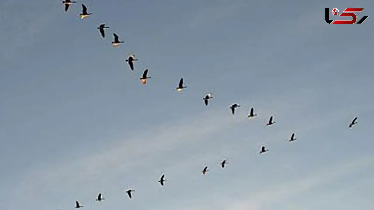 پرواز مسافران سیبری به قلب حیات وحش خراسان 