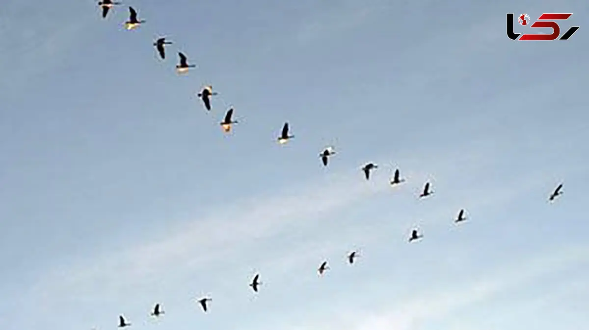 پرواز مسافران سیبری به قلب حیات وحش خراسان 