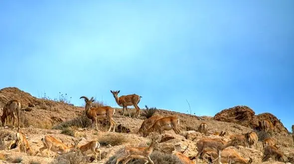 اضافه شدن ۳ منطقه جدید به مناطق حفاظت‌شده محیط‌زیست