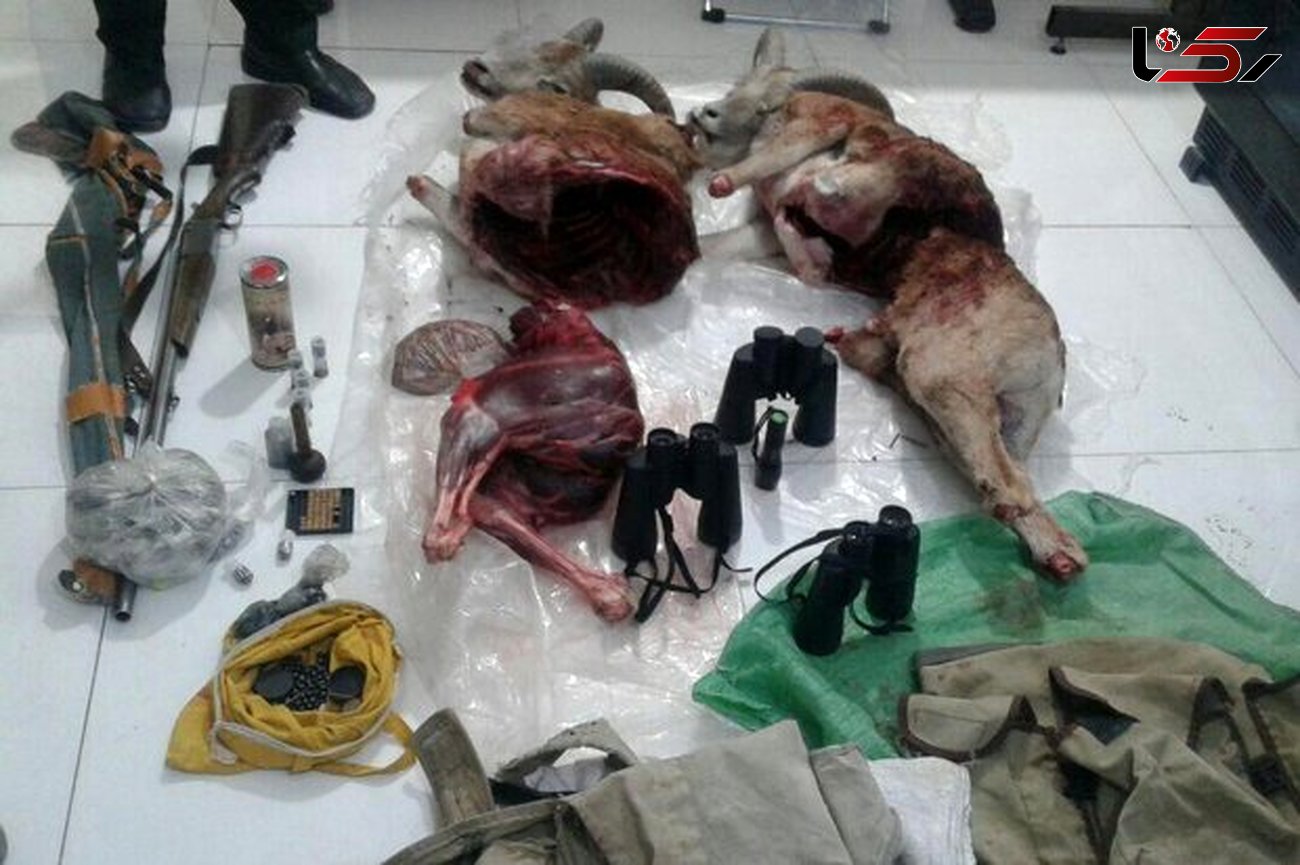 دستگیری 4 شکارچی متخلف در شاهرود / کشف 2  لاشه قوچ + عکس