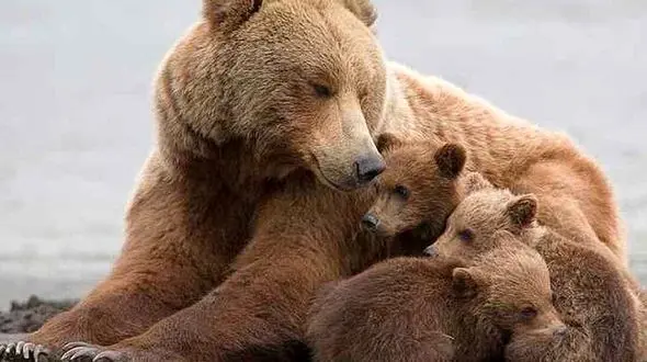 شکار دوربین محیط بانان را ببینید!/ ثبت تصاویر چهار قلاده خرس قهوه‌ای در اشترانکوه لرستان!