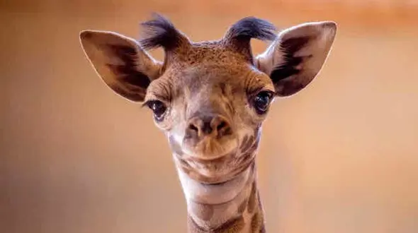 ببینید / دردسرهای بامزه گردن دراز برای یک بچه زرافه در حین خواب میان‌روز!+ فیلم