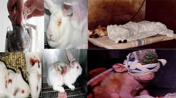 شکنجه حیوانات توسط تولیدکنندگان لوازم آرایشی / ریمل مورد استفاده شما چشم یک خرگوش را کور کرده + فیلم

