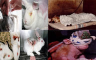 شکنجه حیوانات توسط تولیدکنندگان لوازم آرایشی / ریمل مورد استفاده شما چشم یک خرگوش را کور کرده + فیلم
